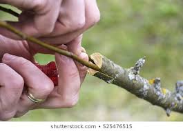 فصل مناسب پیوند درختان میوه - فوت و فن های باغبانی